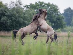 20170714 Medewerkers Groenvoorziening Brabants Landschap Speelpauze