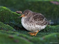 20111022 Paarse strandloper