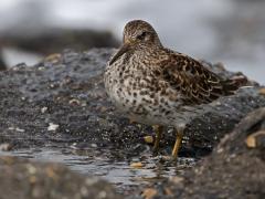 20120517 Paarse strandloper