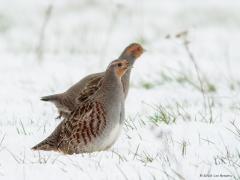 20180129 Patrijs Precies acht jaar geleden lag er op deze dag sneeuw in De Matjes, toen werd namelijk deze foto daar gemaakt. Ben benieuwd hoe het familie patrijs ondertussen daar is vergaan. Hopelijk niet letterlijk vergaan. Die kans bestaat zeker want op de akker daar bij de kruising met de Moervenweg staat nu een joekel van een varkensstal. Ook andere omstandigheden zijn voor de patrijs sterk verslechterd. Zo lees ik: Patrijzen zijn gebonden aan halfopen tot open boerenland, met een voorkeur voor akkers.