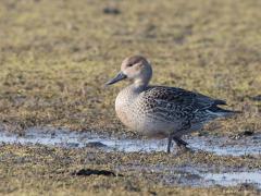 20170313 Pijlstaarteend De afgelopen weken kon je bijvoorbeeld in Zeeland deze mooie eend goed tegen komen zoals ik op dertien februari. Meestal blijven ze op grote afstand maar hier was dat een meter of vijfendertig. Het mannetje is weer veel mooier dan het vrouwtje. De pijlstaart is een uitgesproken trekvogel die 's winters ver naar het zuiden trekt, tot aan de evenaar. De pijlstaart is in Nederland het hele jaar te zien. Als broedvogel is hij echter uiterst schaars en bovendien is het een lastig te inven