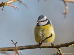 20180102 Pimpelmees In de winterkou proberen de pimpeltjes niet te veel energie te verliezen door hun veertjes lekker dik te zetten. Toch gaat het ondanks zo'n mantel niet altijd goed met ze. In strenge winters kan de populatie pimpelmezen zelfs meer dan halveren. Om dit verlies te compenseren zijn de legsels tamelijk groot; het vogeltje legt per broedsel ongeveer tien eieren. Ikzelf ben een grote fan van dit mooie vogeltje dat ook onze tuin vaak op kleurt.