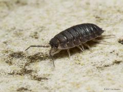 20171105 Ruwe pissebed of gewone pissebed Dit is een zeer algemene soort landpissebed. Wist je dat dit diertje ontstaan is uit een kreeft, uit de klasse van de Malacostraca of hogere kreeften. Hij woont daar waar vochtige rottende plantendelen zijn. Zoals in tuinen, bossen en graslanden. De ruwe pissebed is gevoelig voor uitdrogen en komt daarom veelvuldig voor in kelders of onder bloempotten. Iedereen kent hem daar wel van. Hij is klein maar heeft stevige monddelen waarmee zelfs hout vermalen kan worden. D