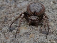 20170904 Platte wielwebspin Niet meteen schrikken maar eens goed bekijken, dat moet je eens doen bij een spin. Ze zijn immers best interessant. Zo ook deze best grote heel algemene typische Araneidae, typische wielwebspin. Deze familie maakt allemaal een groot rond web waarin de vliegjes etc. gevangen worden. De ogen zijn kenmerkend voor de families; hier staan er vier in een klein vierkantje midden op de kop met aan weerszijden nog eens twee dicht boven elkaar. De vrouwtjes worden tot 15 mm groot, terwijl 