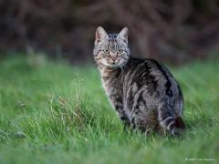 20171207 Kat Ik ben een fan van poezen, ook deze vind ik mooi. Maar af en toe kom ik er eentje tegen in de vrije natuur zoals deze en daar zie ik ze liever niet. Het kunnen gehaaide jagers zijn.