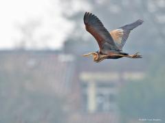 20171121 Purperreiger Naast de zilveren en blauwe hebben we ook nog een derde grote reiger in Nederland, de purperen. Althans in de zomer want het is een echte zomergast. Nederland vormt de uiterste noordwestgrens van zijn leefgebied. Het leefgebied strekt zich van Nederland uit over heel Europa, maar de soort komt nergens echt noordelijker voor dan Nederland. Ze overwinteren in West-Afrika ten zuiden van de Sahara. De purperreiger leeft voornamelijk verborgen in moerassen en rietvelden en laat zich maar ze