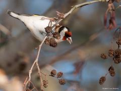 20171218 Putter Hij heet ook wel distelvink maar je zou hem in de winter ook elzenvink kunnen noemen. Ze zijn dan heel blij met de zaadjes in de elzenpropjes. Die elzenproppen worden gevormd door de vrouwelijke bloemen. Het zijn de schutbladeren van deze bloemen die houtig geworden zijn. In hun oksels zitten de vruchtjes. De zwarte els (Alnus glutinosa) is een boom uit de berkenfamilie en is inheems voor Europa en Azië. Glutinosa betekent kleverig en dat heeft betrekking op de knoppen en de jonge bladeren. 