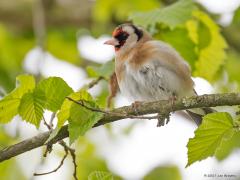 20170406Putter of Distelvink (Carduelis carduelis) Het leuke van deze putter is dat ik hem vandaag in eigen tuin kon fotograferen. Bovendien, ik denk dat we een broedgeval krijgen in de grote conifeer achter in de tuin. Dat zou heel leuk zijn.