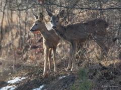 20170120 Ree Ontmoet in De Moeren, altijd fijn om op je wandeling deze prachtige dieren tegen te komen. 20170120