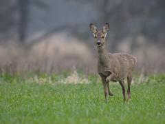 20180410 Ree Zou hij de motor van de lensstabillisatie gehoord hebben, vast wel met zulke oren? Maar waarom vond ie dat zo interessant?