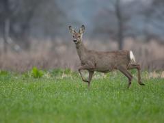 20180410 Ree Een paar keer wilde ie door lopen, dan draaide hij zich weer naar mij toe, deed een paar passen alsof ie me wilde weg jagen, met enkele blafjes als ondersteuning.