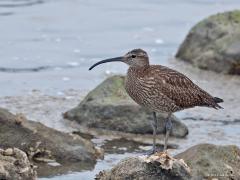 20190507 Regenwulp Als ik een wulp zie twijfel ik nogal eens, is het een gewone of een regenwulp? Toch zijn er bruikbare verschilpunten. De regenwulp is ca. 10 cm kleiner, heeft vooral aan het eind van de snavel een bocht naar beneden, heeft een streep boven het oog, zijn lied bestaat uit een aantal lange tonen en gaat over in een luide langgerekte triller, je ziet hem alleen in de trektijd zoals nu in de voorjaarstrek. De regenwulp broedt niet in Nederland. Op doortrek overnachten ze op gezamenlijke slaapp