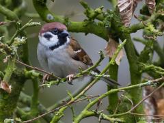 Enkele jaren terug fotografeerde ik deze leuke ringmus in de tuin. Momenteel zie ik nog zelden een ringmus. Het gaat landelijk slecht met het diertje, wees er zuinig op. 20170215