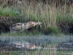 20170710 Roerdomp Een van mijn mooiste vogelmomenten dit jaar tot nu; de ontmoeting met een roerdomp bij het Jaen Dikke Ven in de Oude Buisse Heide. De 75 cm lange reigerachtige kwam aanvliegen, schudde zijn veren op, verdween tussen het pijpestrootje, kwam na lange tijd weer te voorschijn en ging op zoek naar iets eetbaars.  Aan het begin van de jaren negentig waren er nog rond de 200 paar in ons land. Na de strenge winter van 1996 waren er nog maar circa 150! Het aantal broedparen in de periode 1996-2007