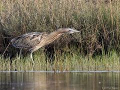 20170710 Roerdomp Een van mijn mooiste vogelmomenten dit jaar tot nu; de ontmoeting met een roerdomp bij het Jaen Dikke Ven in de Oude Buisse Heide. De 75 cm lange reigerachtige kwam aanvliegen, schudde zijn veren op, verdween tussen het pijpestrootje, kwam na lange tijd weer te voorschijn en ging op zoek naar iets eetbaars.  Aan het begin van de jaren negentig waren er nog rond de 200 paar in ons land. Na de strenge winter van 1996 waren er nog maar circa 150! Het aantal broedparen in de periode 1996-2007