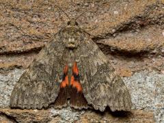 20171028 Rood weeskind Er zijn meerdere weeskinderen. Nachtvlinders met deze naam bedoel ik dan. In de regel wordt dan in de naam de kleur toegevoegd die te vinden is op de ondervleugel, zoals hier het rood. Op vlinderstichting.nl las ik deze toelichting op de naamgeving. Het rood weeskind dankt zijn naam waarschijnlijk aan het feit dat de bloedrode en diepzwarte zigzagbanen op de achtervleugel doen denken aan de kleren van de burgerweeshuiskinderen in Amsterdam. De kinderen moesten deze kleuren in hun kler