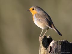 20180116 Roodborst Een van onze trouwste tuinvriendjes.