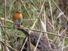 20191029 Roodborst