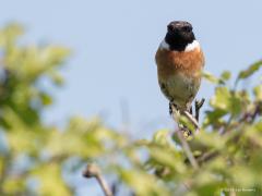 20180529 Roodborsttapuit En natuurlijk wordt je op de voet gevolgd. Wat gaat die snuiter doen met dat grote ding met groot glazen oog zo kijkend naar mij. Vanwege het diepe zwart op de kop is het niet zo goed te zien maar ik wordt hier diep in de ogen gekeken.