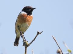 20180531 Roodborsttapuit Zo zit hij het liefst, helemaal bovenin een struik, met ongehinderd uitzicht. Ik schrijf bewust 'struik' want in grote bomen zie je hem niet vaak. De voorkeur gaat uit naar kleinschalig wei- en akkerland, niet de grote bomen, niet het bos.