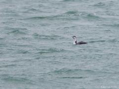 20171128 Roodkeelduiker Nog een watervogel die ik in de winter vanaf de Brouwersdam op de Noordzee kon fotograferen. Helaas weer van grote afstand. Vaak best moeilijk om de juiste naam erbij te vinden. Hier zijn toch wel enkele duidelijke aanwijzingen. Zoals: het typische zwemgedrag, waarbij de kop enigszins schuin omhoog gehouden wordt, het wit voor het oog, de fijne schubtekening op de rug, de omhoog gerichte snavel, het vele wit op kin en hals. Een roodkeelduiker dus. De rode keel zou herkenning veel een