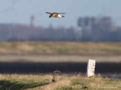 20190115 Ruigpootbuizerd Dit is een kenmerkend beeld voor een ruigpootbuizerd, hangend, biddend, boven een plek waar een muis of iets dergelijks te verwachten is. Een gewone buizerd kan dit ook wel maar lang niet zo goed. De ruigpoot doet het ook vaker en net zo kundig als een torenvalk maar dan met een meer rustige vleugelslag. Ook hangt ie wel flinke poosjes stil te zweven op een gunstige luchtstroom onder hem. Vanwege die luchtstroom zal het wel geen toeval zijn dat ie vaak te vinden is bijvoorbeeld bij 