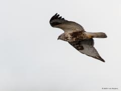 20190115 Ruigpootbuizerd Ik had ooit in 2011 eens een ruigpootbuizerd voor het eerst zien vliegen bij de Stompe toren daar in Zeeland maar deze gisteren bij Scherpenisse liet zich beter zien. Ruigpootbuizerds broeden in Scandinavië, en verder oostelijk over de toendrazone richting de Grote Oceaan, ook wel in het noorden van Noord-Amerika. De Scandinavische vogels overwinteren in het westen en midden van Europa. In Nederland een vrij zeldzame wintergast, die de laatste decennia in aantal lijkt te zijn afgeno