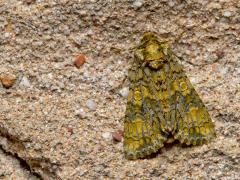 20190819 Schedeldrager Is het niet jammer dat je deze vlinder overdag niet makkelijk zult zien? Het is immers een nachtvlinder uit de familie Noctuidae (Uilen), een soort nachtuil dus. Ze komen wel in de vroege nacht op licht af. Om die reden heb ik hem kunnen spotten bij onze buitenlamp. Ze vliegen rond van half april tot eind september in twee generaties. De vleugels zijn ca. 18 mm groot. De kleuren kunnen wat variëren maar vaak is het purperachtige bruin en olijfgroen aanwezig. Op de bovenkant van het bo