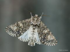 20190821 Schilddrager Een nachtvlinder herkennen, op naam brengen, is vaak best moeilijk. Neem deze die momenteel rond vliegt. De toevoeging 'schild' in de naam, ik weet niet waar die op is gebaseerd. Hier is de vlinder even gaan rusten op ons raam en opent bij uitzondering de bovenvleugels een beetje wat bij het herkennen behulpzaam is. Het is een schilddrager en die wordt op internet als onderstaand omschreven. Enkele kenmerken zijn te herkennen, anderen weer niet direct. Kenmerken vlinder: Voorvleugellen