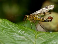 20170913 Gewone schorpioenvlieg In de tuin kun je, nu in september ook nog wel, allerlei vliegen tegen komen. Zo ook schorpioenvliegen waarvan er in Nederland vooral een vijftal voor komen las ik. Ik denk dat dit een gewone is, en niet een berg -, roodkop -, Duitse - of weide schorpioenvlieg. Het is echt de moeite waard om de op zich onschuldige, ongevaarlijke vlieg, echt eens goed te bekijken mocht je hem een keer zien.