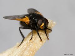 20191007 Schorsvlieg Er zijn een hele boel vliegen. Maar niet allemaal behoren ze tot de familie van de echte vliegen, de Muscidae. Deze schorsvlieg behoort tot de echte vliegen. Een mooie vind ik; vrij groot, glanzend zwart met opvallend goudgele vlekken tussen de ogen en oranje gekleurde vleugelbases en voeten. De schorsvlieg komt algemeen voor in Nederland en België. De vlieg is tussen eind april en eind oktober te zien. Je kunt hem nu dus tegen komen, vooral daar waar veel vee gehouden wordt. Ze houden 