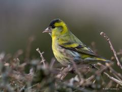 20170228 Sijs Deze winter heb ik tot nu dit leuke sijsje nog niet in onze tuin gezien. Deze foto maakte ik in 2013, wat later in het voorjaar, dus het zou nog kunnen. Typisch zo'n vogeltje dat me vrolijk maakt. Een winterwandeling wordt ook extra leuk als je een groepje kwetterende sijsjes, meestal hoog in de elzen of dennen, tegen komt. De kans daarop is best groot want iedere winter vertoeven er flinke aantallen sijzen in Nederland. Sijzen zijn zowel polder- als bosvogels.