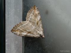 20190905 Sint-Janskruidblokspanner Zo begin september vliegen er nog ruim 200 nachtvlinders rond in onze streken. Deze spanner is er eentje van. Best moeilijk goed te herkennen zijn ze. Nogal eens zit in de naamgeving verscholen wat de rups het liefst lust, of soms zelfs alleen maar lust. Hier is dat ook het geval, het Sint-Janskruid vormt de boterham voor de rups.