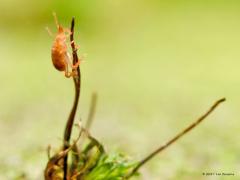 20170302 Snuitmijt Deze is nog kleiner dan een speldenknopje. Ook gevonden tussen de rottende bladeren in de tuin. Hier is ie in een sprietje van mos omhoog gekropen. Het zijn eigenlijk nog nuttige beestjes ook. Tussen de bladeren zijn ze bijvoorbeeld op jacht naar springstaartjes.