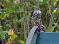 20171020 Sperwer Een foto van twee jaar terug. Vanuit de kamer zagen we ineens een sperwer zitten op de bank achter in de tuin. Gauw de verrekijker gepakt en toen zagen we dat deze rover een kauw aan het oppeuzelen was. Snel de camera gepakt en voorzichtig de achterdeur open gedaan. Gelukkig kon ik enkele foto's maken eer zij met buit en al vertrok. Mevrouw had de kauw al bijna helemaal op is te zien. Ze had kennelijk honger want ze liet niet veel vlees over aan de botjes.