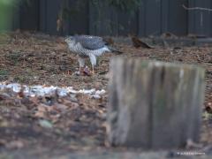 20181228 Sperwer Niet alleen wijzelf hebben goed gegeten op eerste Kerstdag, ook deze mooie sperwerdame. Rond elf in de morgen zag Francine wat bewegen achter in de tuin die eerste Kerstdag. Een sperwer aan de kerstdis. Een flinke prooi was het. Gauw mijn telelens gepakt waarmee ik een aantal shots kon maken. We hadden eerder al op twee plaatsen flink wat veren zien liggen daar in de tuin, het lijkt wel een plukplaatsje?