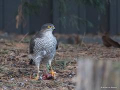 20181229 Sperwer Eerst nam ik enkele foto's door het dubbel glas van de schuifpui maar dat was niks, onscherp en spiegelingen. Ik moest naar buiten met mijn lens. Heb, als was ik niet geïnteresseerd in de vogel de schuifpui open geschoven, ben enkele meters naar buiten gelopen en richtte langzaam de teletoeter een andere kant op en toen draaide ik langzaam richting vogel. Zo mocht ik een aantal foto's maken maar even daarna was ie toch gevlogen, met buit en al. Die buit moet vast een duif zijn geweest. Miss