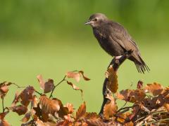 20180707 Spreeuw Veel jonge vogels nu in het land, is dit er ook niet eentje?