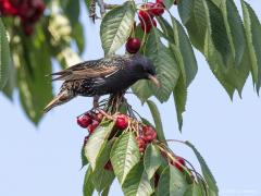 20180514 Spreeuw Ik hoor dat overal veel vruchten aan de bomen hangen. Dan mogen we verwachten dat er veel jongen groot gebracht kunnen worden dit jaar?