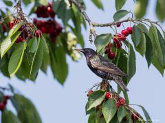 20180613 Spreeuw Dit jaar draagt onze kersenboom ontzettend veel kersen. Ongelooflijk hoeveel vruchten daar dan afkomen. Zo veel dat de vogels niet alles op kregen en we zelf ook nog de kans kregen om wat te plukken, lekker voor in de yochert bijvoorbeeld. Het duurde even eer vogels dit jaar onze kersenboom ontdekt hadden. De kersen waren al rood toen de eerste vogels er flink van begonnen te eten, apart want andere jaren zijn de vogels al weg met de nog haast groene kersen. Wat later kwam ook een spreeuw a