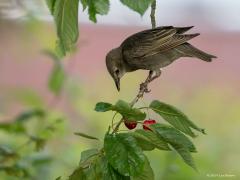 20190610 Spreeuw We hebben een mooie grote kersenboom staan in de tuin. Heel af en toe hebben we een jaar waarin de vogels de boom overslaan, dan kunnen we zelf van die lekkere kersen eten. Dit jaar is de boom echter weer gevonden door hele horden vogels. Vooral hele groepen jonge spreeuwen doen zich te goed aan de kersen, ze wachten nog en eens niet op het volledig rijp zijn van de vruchten. Goed voor de vogels, minder leuk voor ons, maar voor het goeie doel zullen we maar denken.