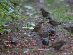 20190611 Spreeuw Eigenlijk wel jammer voor ons. Er blijft er namelijk geen eentje over voor ons. En ze zijn zo lekker als ze tenminste lekker rijp kunnen worden want er waren al best veel kersen te vroeg van de boom gevallen, de grond lag er vol van.