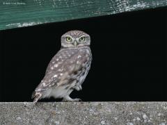 20170814 Steenuil Steenuil (Athene noctua) Dit steenuiltje fotografeerde ik in De Lent bij Wernhout. Bij een schuurtje. Even liet hij zich buiten zien maar snel vloog hij naar binnen waar ik hem nog net kon waarnemingen in het donker. Je kunt ze nog best vaak overdag zien maar eigenlijk past de donkere foto beter bij dit nachtactieve rovertje.