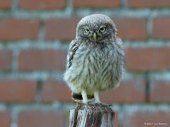 20170813 Steenuil Hij kijkt hier misschien een beetje boos maar ik vind hem erg leuk ons kleinste uiltje. In de periode 1998-2000 waren er 5.500-6.500 broedparen in Nederland. Daarna is zijn aantal afgenomen. Gelukkig zien we hem hier rond Zundert nog regelmatig.
