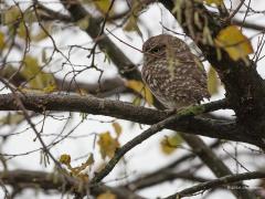 20181202 Steenuil Hij woont nog steeds bij ons in de tuin en ondanks het slechte weer vandaag liet hij (of zij) zich zien. Ondanks de regen wil ie nu toch buiten zitten. Er zijn ook dagen zoals gisteren en eergisteren dat we niets van hem zien, waarschijnlijk omdat ie dan de hele dag in de kast zit. De foto is gemaakt vanuit de kamer nadat we hem van kersenboom naar hazelaar zagen vliegen. Overigens hangen er nu nog best wat bladeren aan die hazelaar.