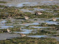 20190123 Strandleeuwerik Ze doen hun naam eer aan, ze vertoeven echt wel op het strand. Ik zag ze eerst op de dijk landen, van daaruit wordt gekeken of de kust veilig is en zo ja dan landen ze op het zand. Ze zoeken er wat te eten. Dat doen ze in het zand en aan de struikjes. Wat ze in het zand vinden, zou het niet weten, aan de struikjes zag ik ze zaadjes eten, ik denk uit een aar van zeeweegbree? Ze vormen hechte kleine groepjes in de winter, houden elkaar goed in de gaten, vliegt er een op dan volgt de r