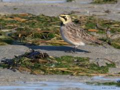 20190123 Strandleeuwerik Ze doen hun naam eer aan, ze vertoeven echt wel op het strand. Ik zag ze eerst op de dijk landen, van daaruit wordt gekeken of de kust veilig is en zo ja dan landen ze op het zand. Ze zoeken er wat te eten. Dat doen ze in het zand en aan de struikjes. Wat ze in het zand vinden, zou het niet weten, aan de struikjes zag ik ze zaadjes eten, ik denk uit een aar van zeeweegbree? Ze vormen hechte kleine groepjes in de winter, houden elkaar goed in de gaten, vliegt er een op dan volgt de r