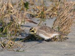 20190123 Strandleeuwerik Ze doen hun naam eer aan, ze vertoeven echt wel op het strand. Ik zag ze eerst op de dijk landen, van daaruit wordt gekeken of de kust veilig is en zo ja dan landen ze op het zand. Ze zoeken er wat te eten. Dat doen ze in het zand en aan de struikjes. Wat ze in het zand vinden, zou het niet weten, aan de struikjes zag ik ze zaadjes eten, ik denk uit een aar van zeeweegbree? Ze vormen hechte kleine groepjes in de winter, houden elkaar goed in de gaten, vliegt er een op dan volgt de r