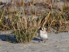 20190123 Strandleeuwerik Ze doen hun naam eer aan, ze vertoeven echt wel op het strand. Ik zag ze eerst op de dijk landen, van daaruit wordt gekeken of de kust veilig is en zo ja dan landen ze op het zand. Ze zoeken er wat te eten. Dat doen ze in het zand en aan de struikjes. Wat ze in het zand vinden, zou het niet weten, aan de struikjes zag ik ze zaadjes eten, ik denk uit een aar van zeeweegbree? Ze vormen hechte kleine groepjes in de winter, houden elkaar goed in de gaten, vliegt er een op dan volgt de r