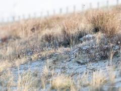 20190123 Strandleeuwerik Ze doen hun naam eer aan, ze vertoeven echt wel op het strand. Ik zag ze eerst op de dijk landen, van daaruit wordt gekeken of de kust veilig is en zo ja dan landen ze op het zand. Ze zoeken er wat te eten. Dat doen ze in het zand en aan de struikjes. Wat ze in het zand vinden, zou het niet weten, aan de struikjes zag ik ze zaadjes eten, ik denk uit een aar van zeeweegbree? Ze vormen hechte kleine groepjes in de winter, houden elkaar goed in de gaten, vliegt er een op dan volgt de r